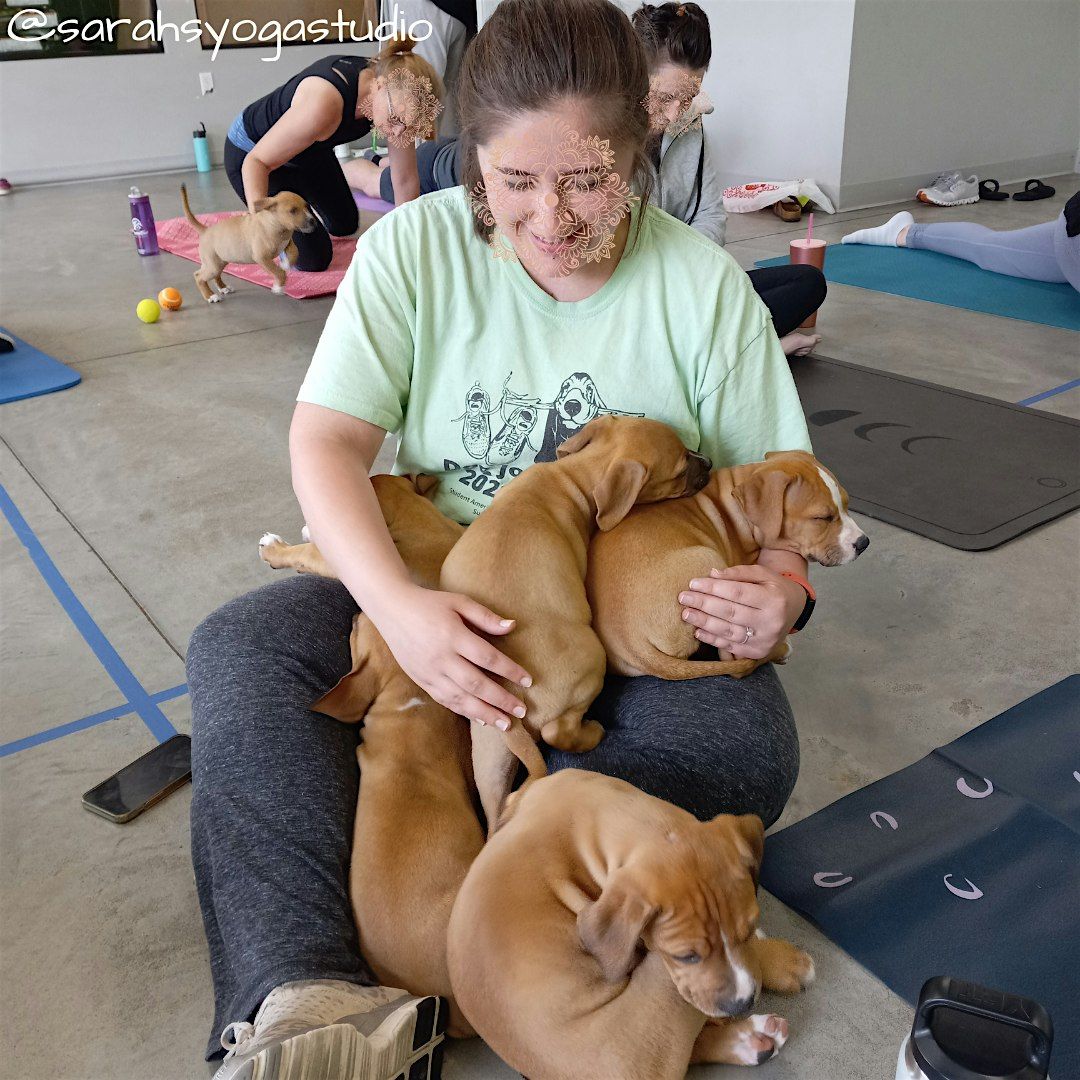 Free Puppy Yoga at CDJR of Columbia with Sarah's Yoga Studio