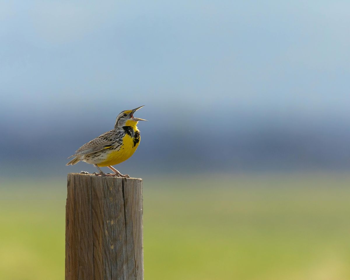 Great Backyard Bird Count at Pioneers Park Nature Center