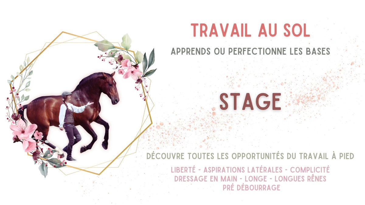 Stage Equitation - Travail au sol \/ Libert\u00e9