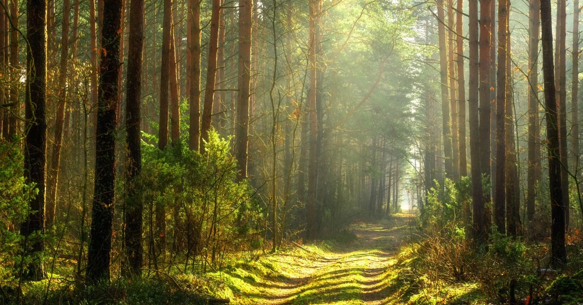 Into The Woods: Half-Day Retreat at The Woods Yoga