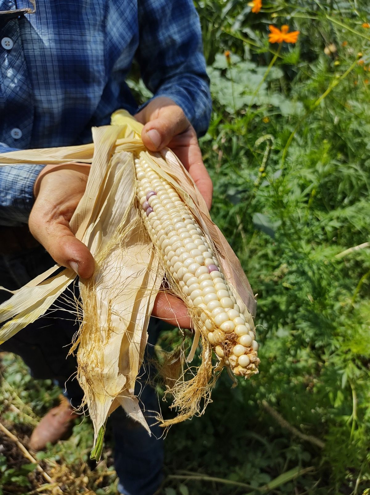 Tasting History: Corn