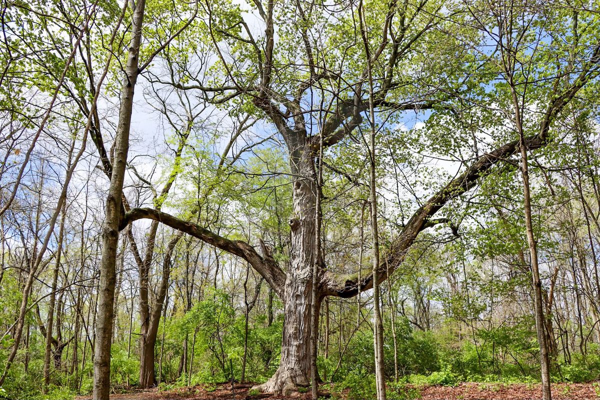 Tree Hike at Fox Run Park 