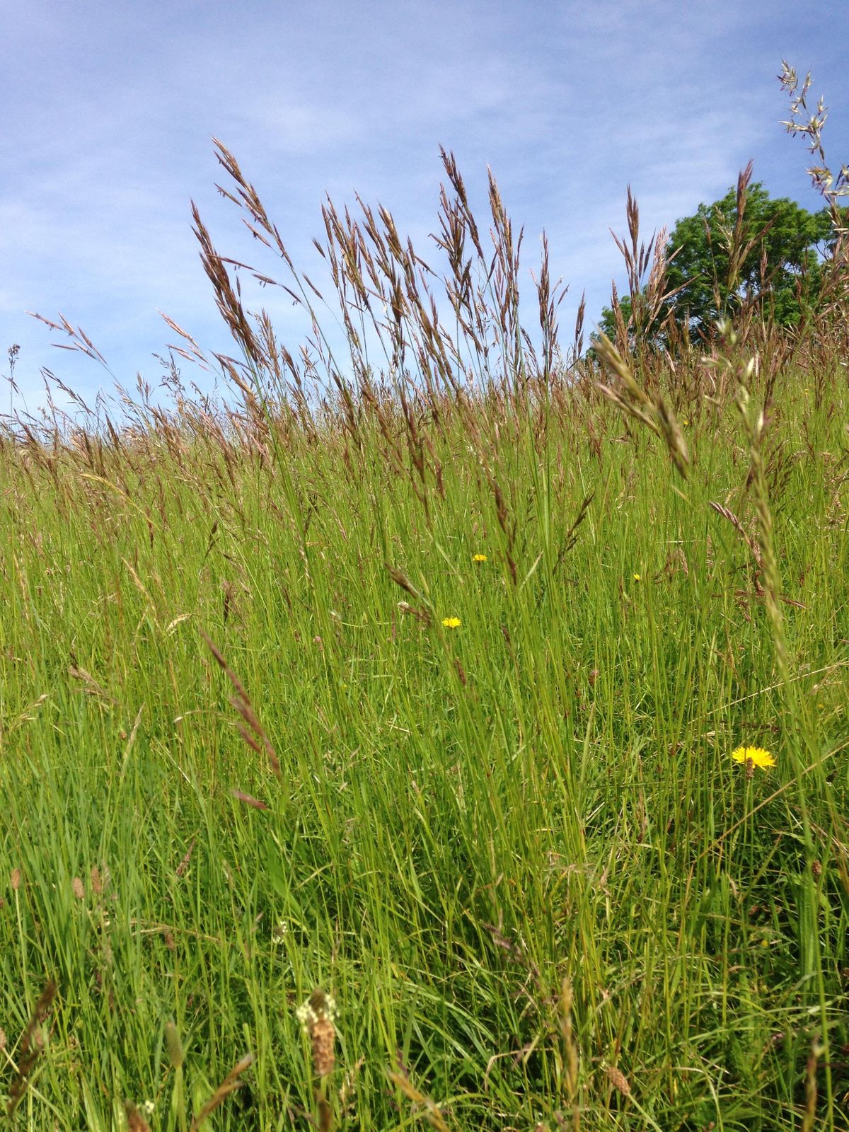 Grasses and Sedges - Grasslands and Meadows 2022