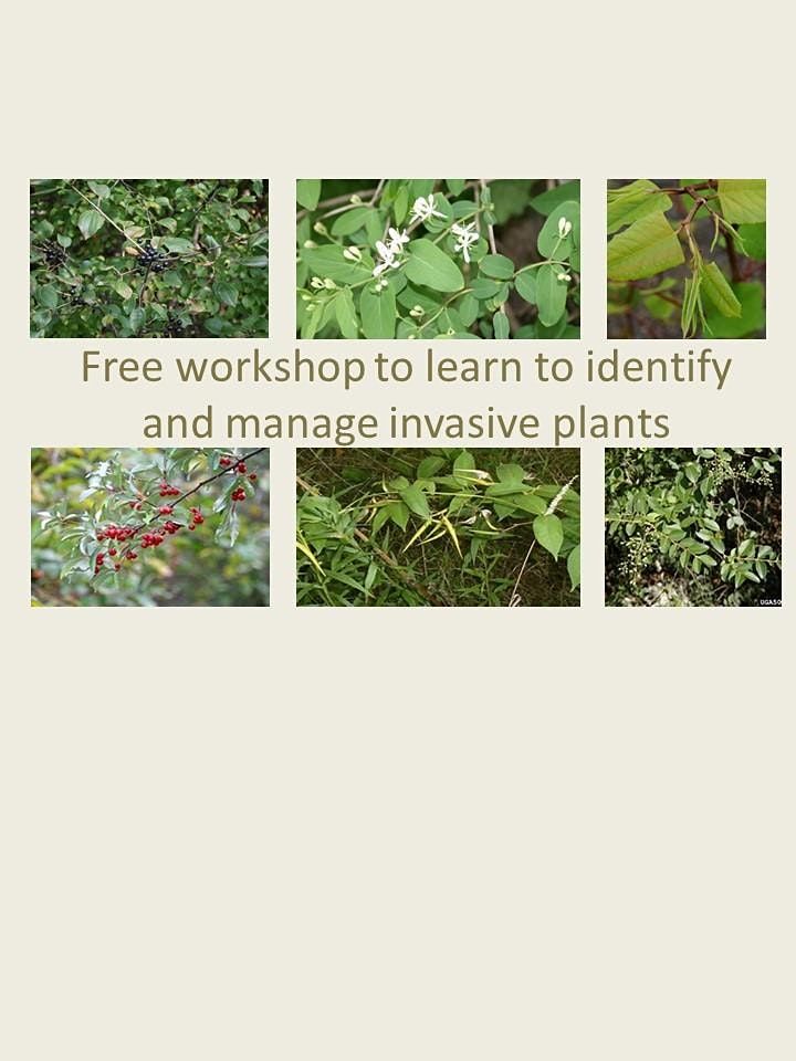 Tackling invasive species in your yard