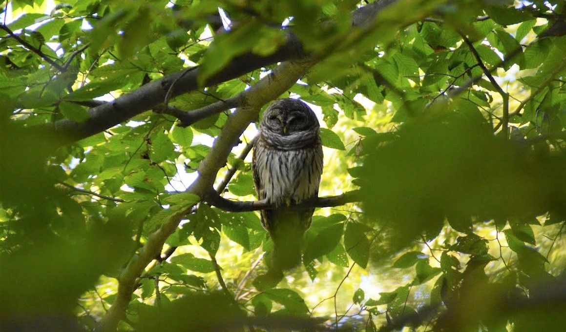 Bird Walk at World's End