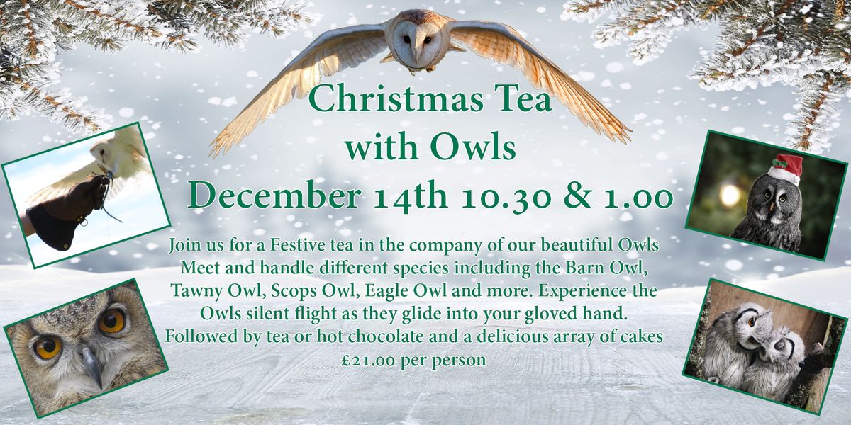 Christmas Tea with Owls