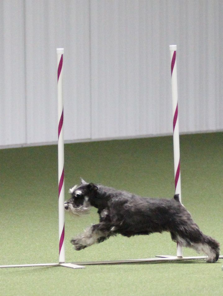 AKC May Agility Trial