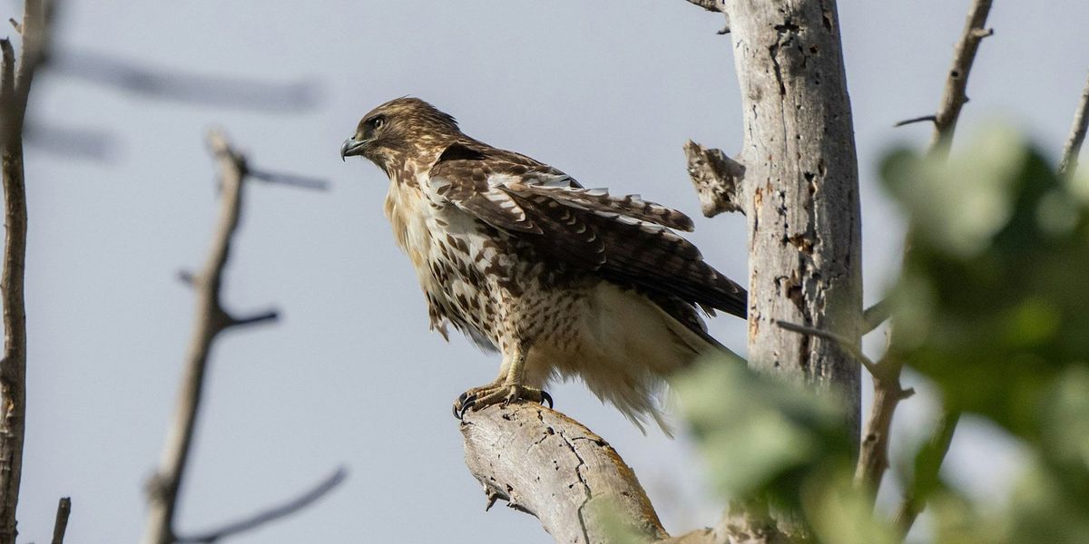 BioBlitz at Coyote Creek Trail near McCarthy Road