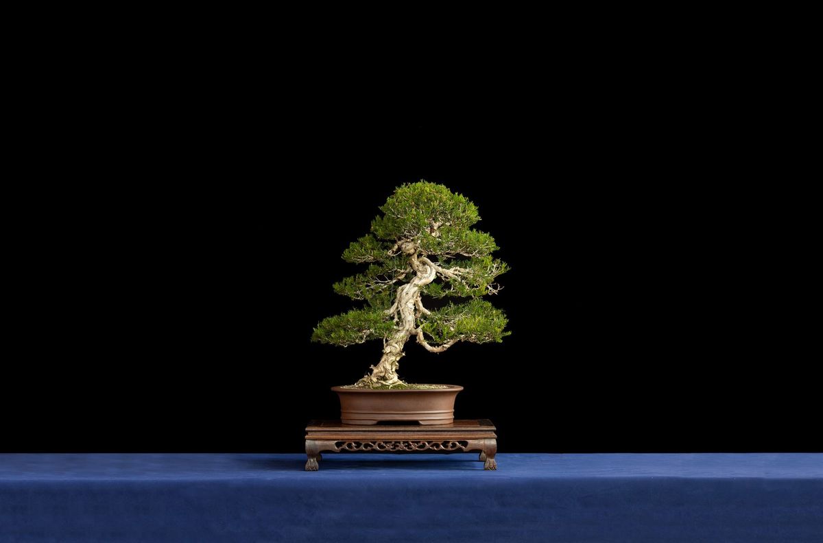 2024 Annual Bonsai Exhibition