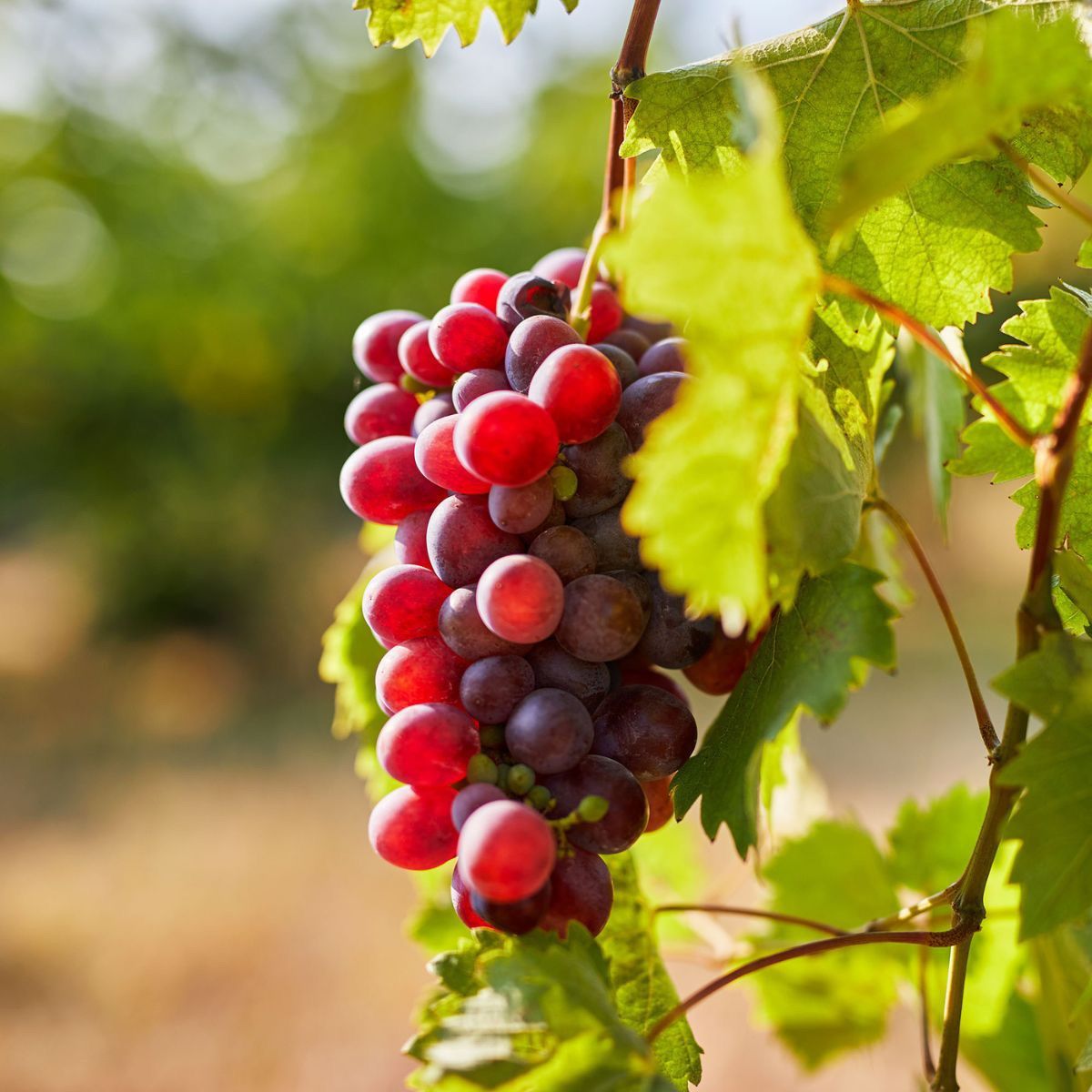 Grape Pruning Workshop