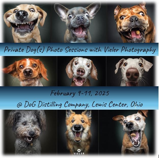 Professional Dog Photography Sessions