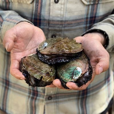 The Cultured Abalone Farm