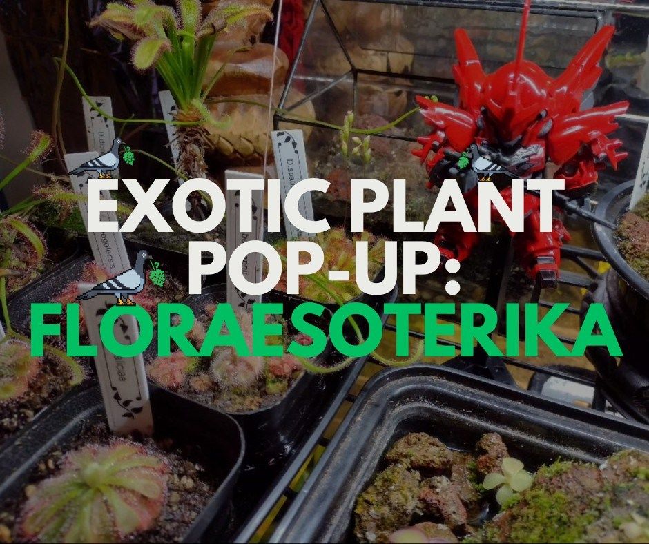 Pop-Up: Exotic Plants!