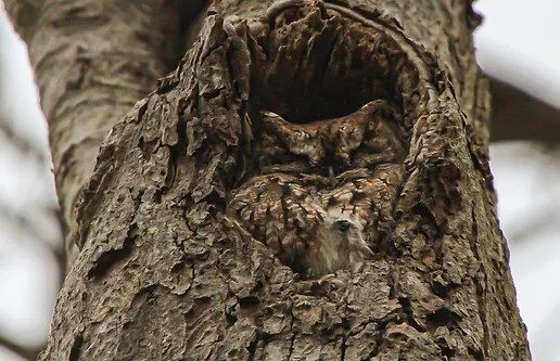 Brookshire Park Bird Walk