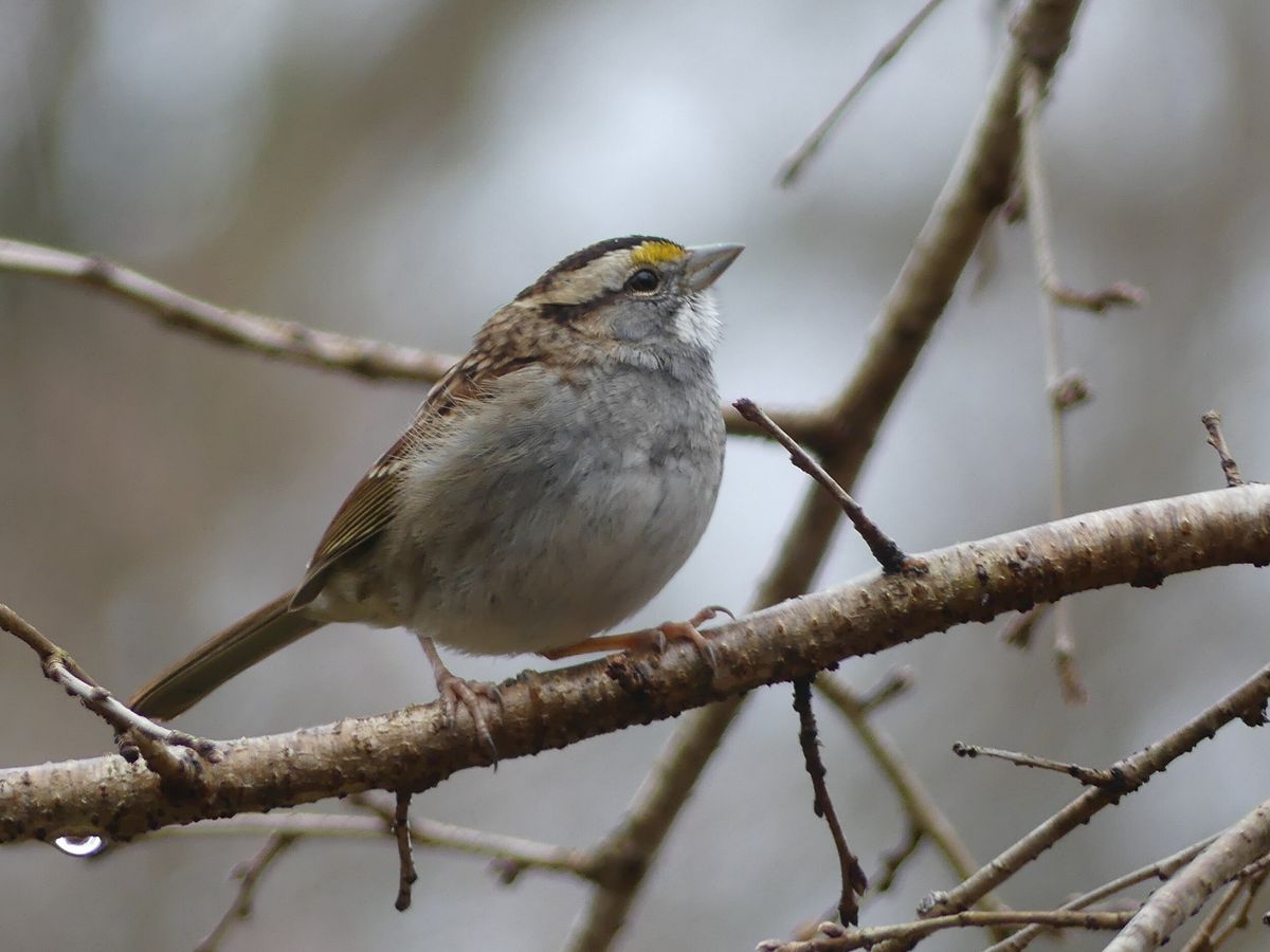 A Season Of Birding Lectures - Getting To Know Birds Inside And Out: Bird Anatomy