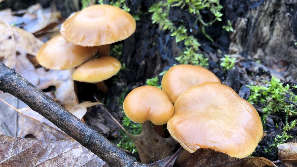 Winter Mushrooms