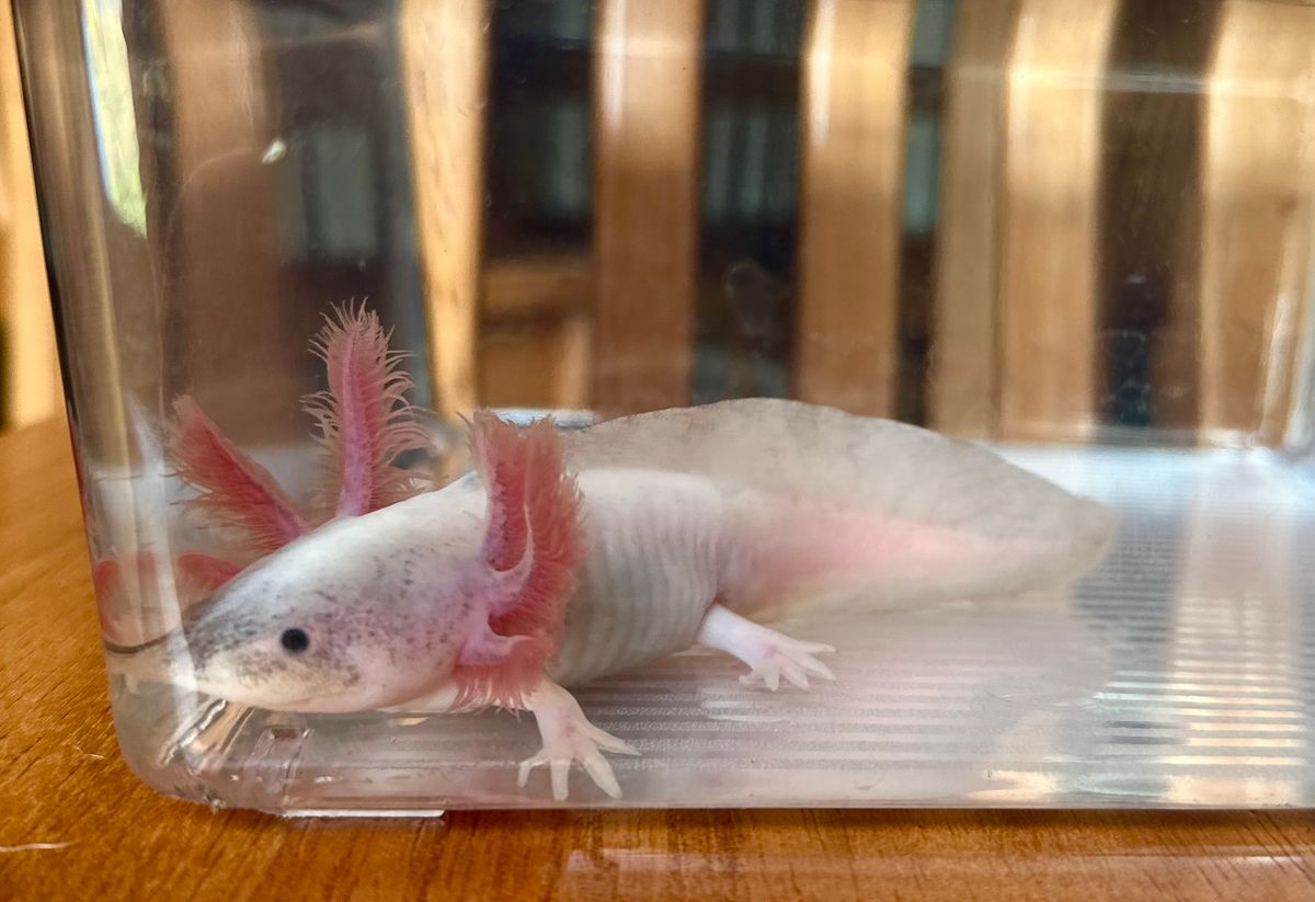 Axolotl Adventure