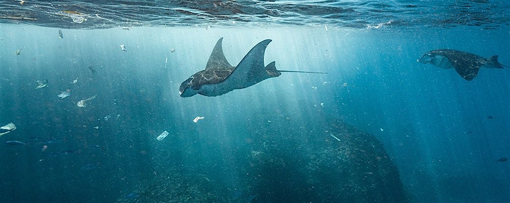 Les plastiques font-ils la loi ?