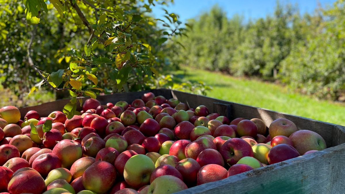 Apple Jubilee at Kekionga Craft Co