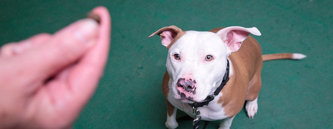 Nebraska Humane Society Drop-in Dog Training Classes