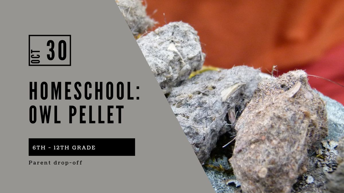 Homeschool 6th-12th Grade: Owl Pellet Dissection