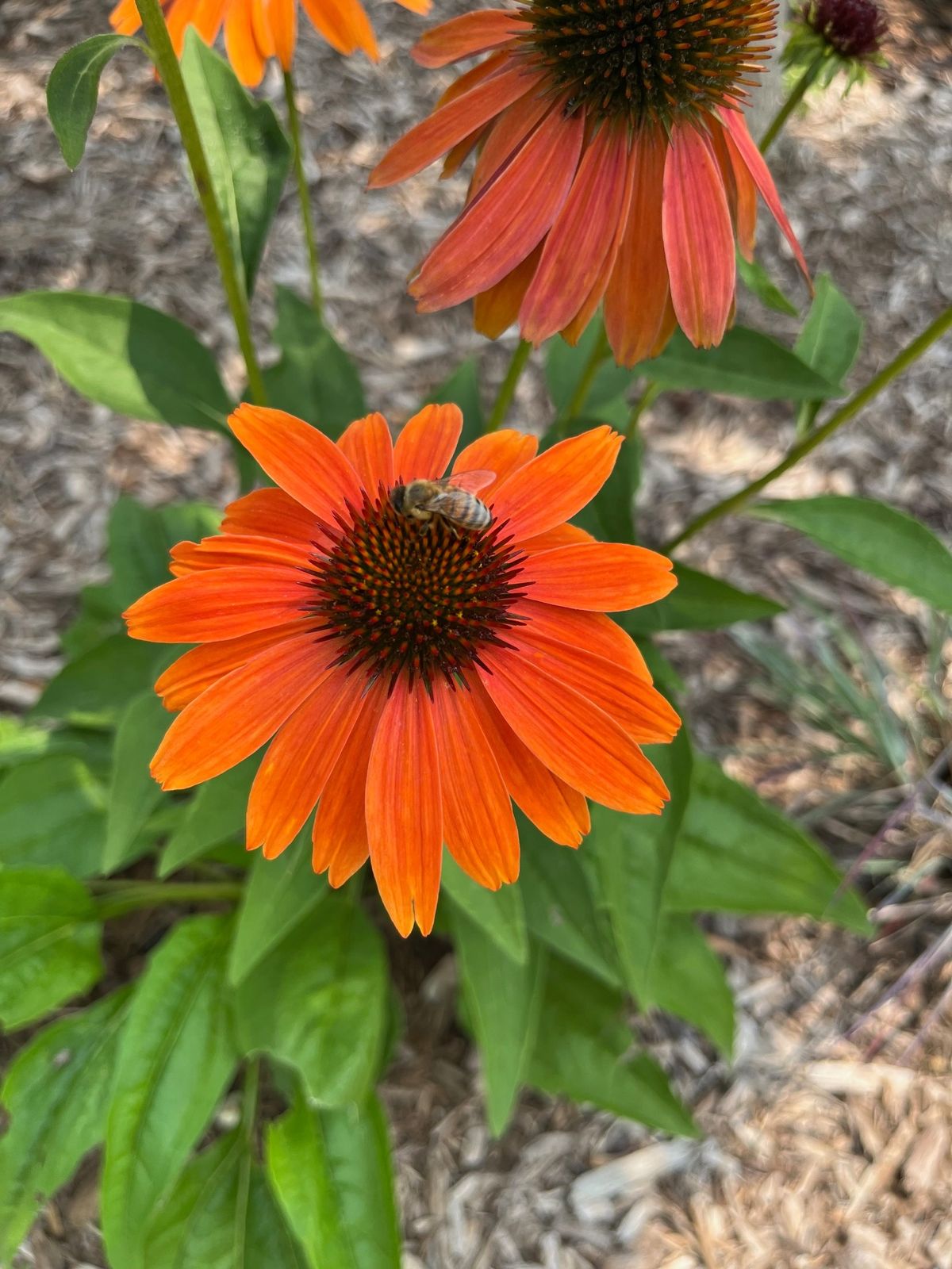 Gardening for Wildlife