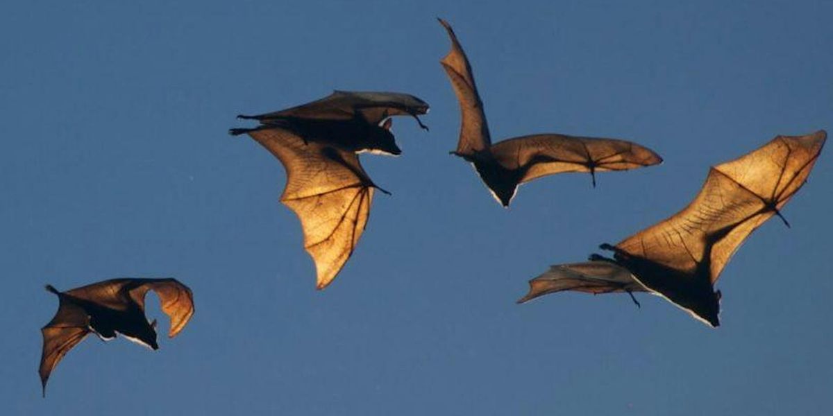 Nature Club - Brilliant Bats