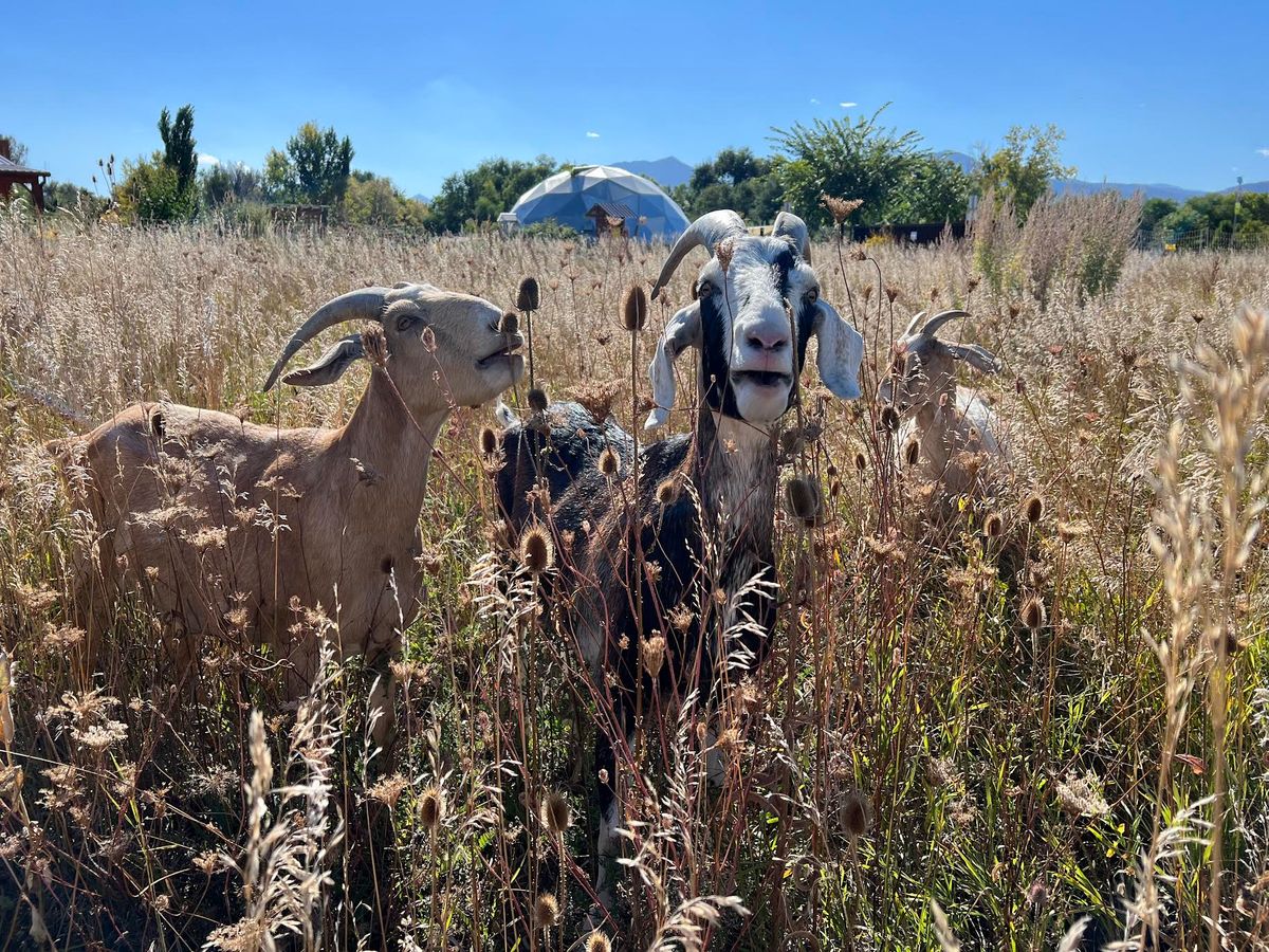 Farmside Shabbat