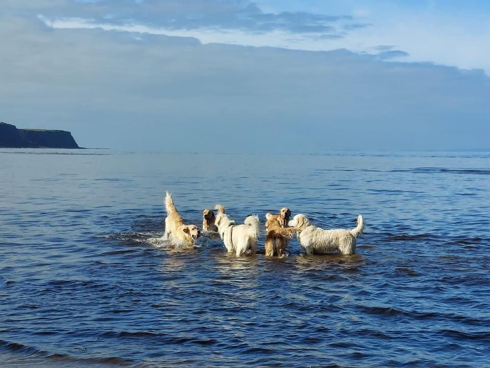 Golden retrievers meeting \ud83d\udc3e