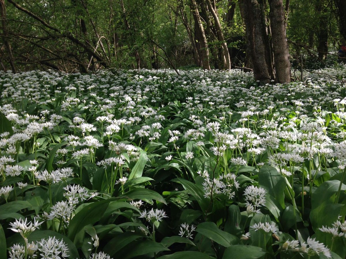 Woodland Management