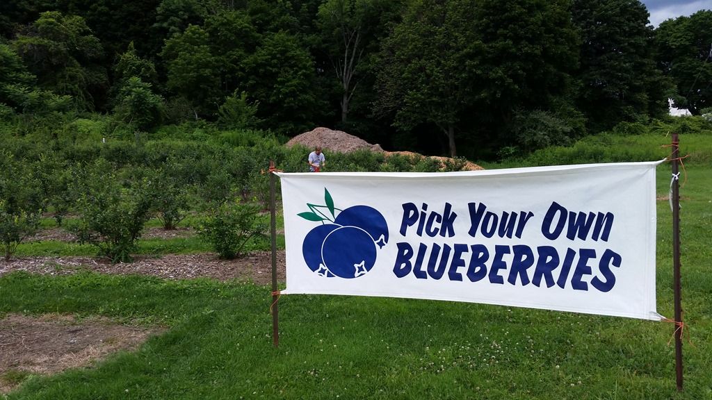 Meikleour Pick Your Own Blueberries