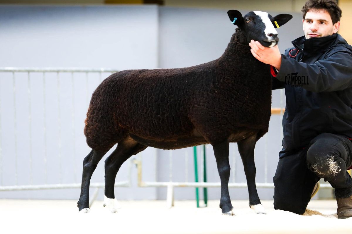 Carlisle In Lamb Sale