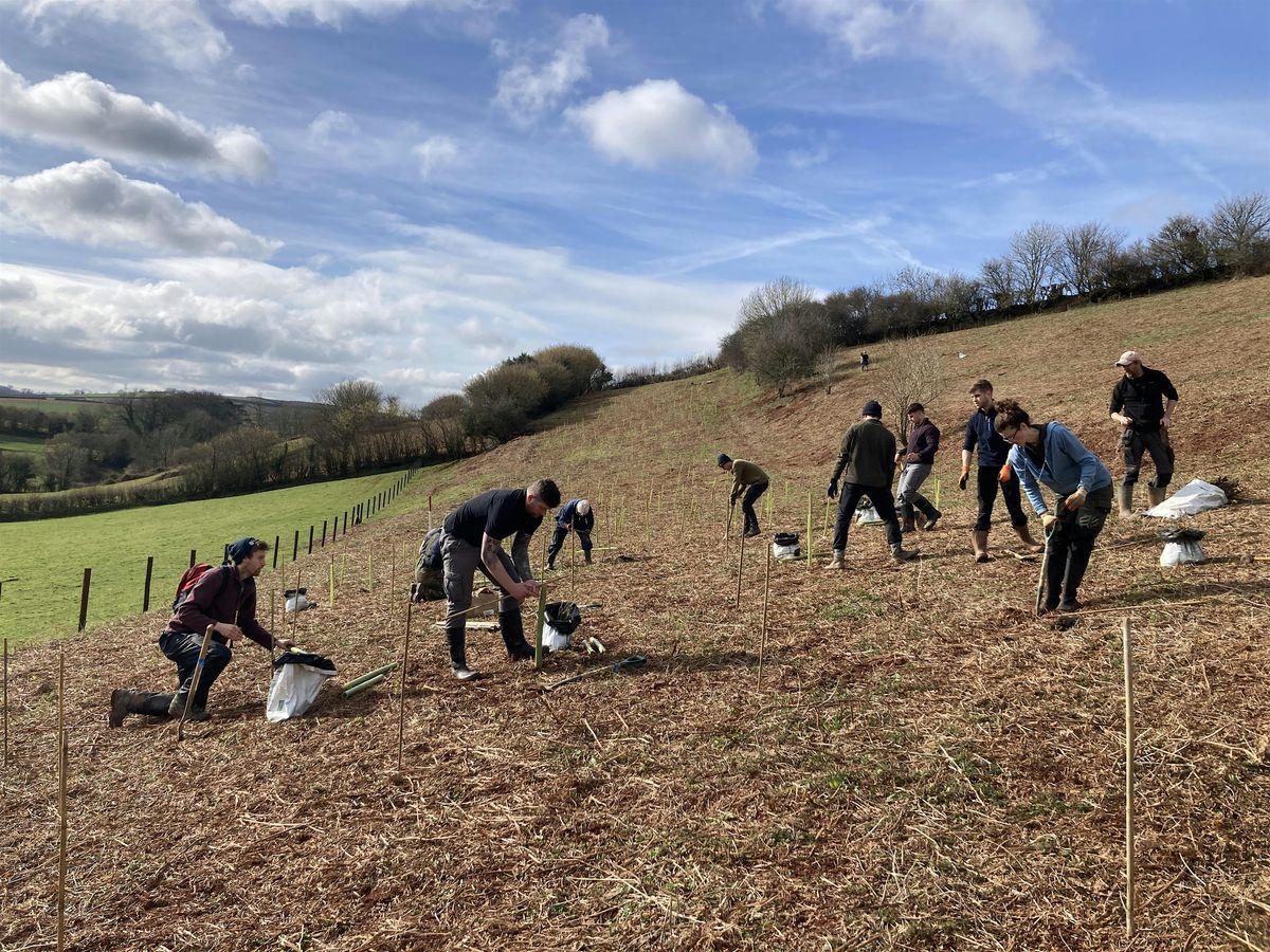 Tree planting at Hope Wood, South Brent