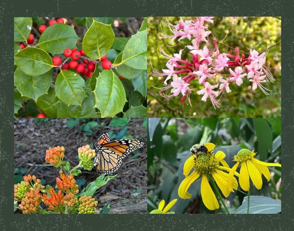 [WAITLIST] Year-Round Native Gardening in Atlanta