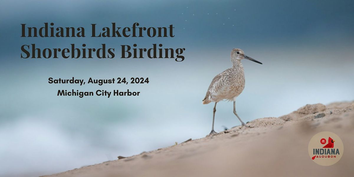 Lakefront Shorebirds Birding