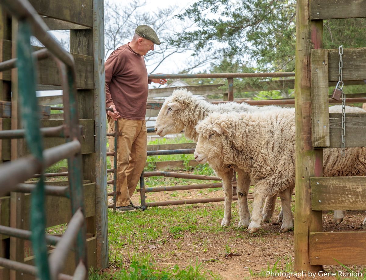 Annual Highland Sheep Shearing