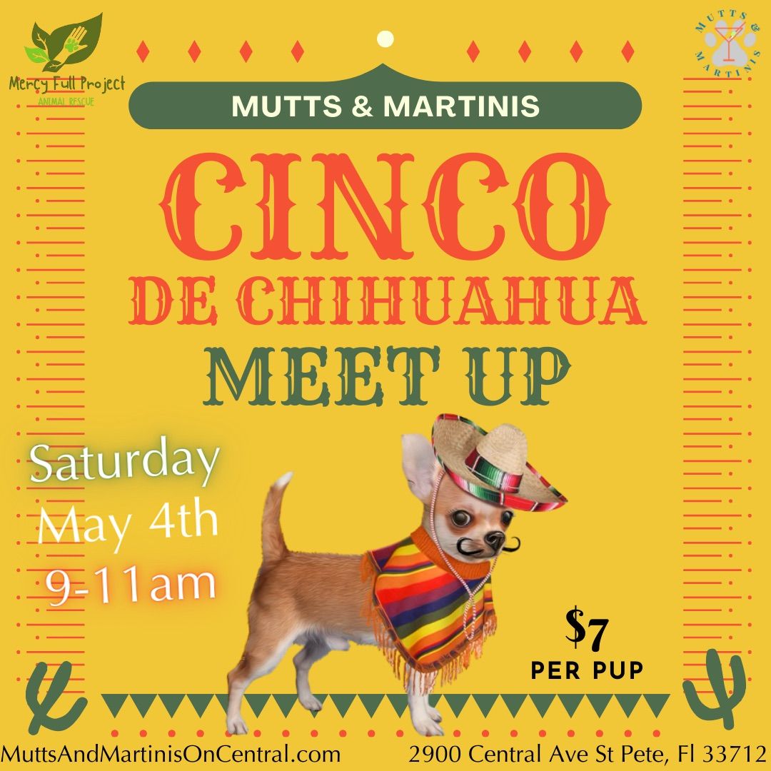 Cinco Chihuahua Meet Up!!