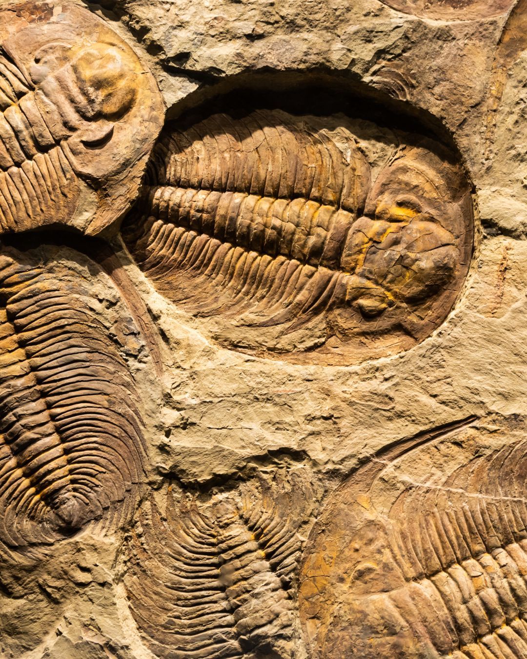 Family Geology Hike: Journey into the World of Fossils