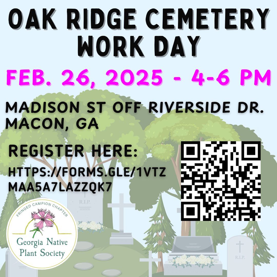 Removal of Non-Native Invasive Plants at the Oak Ridge section of Rose Hill Cemetery, Macon