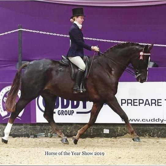 Showing\/Flatwork Clinic Saturday 4th January 2025