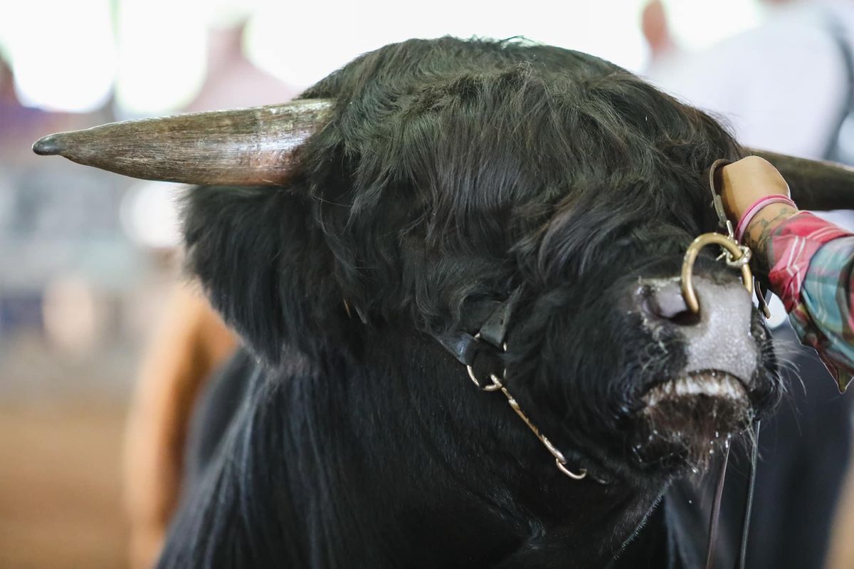 Eastern Ontario Scottish Highland Show 