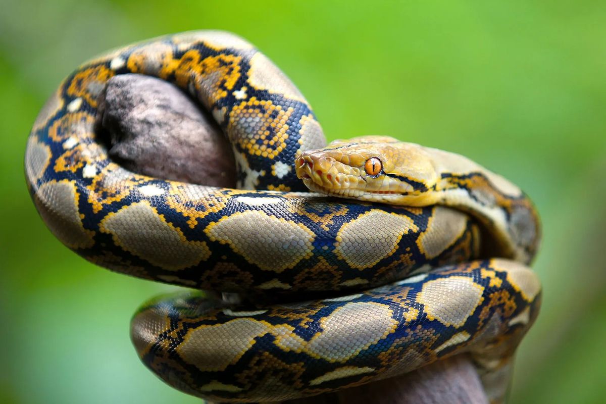 Reptile Show: Cold Blooded Creatures