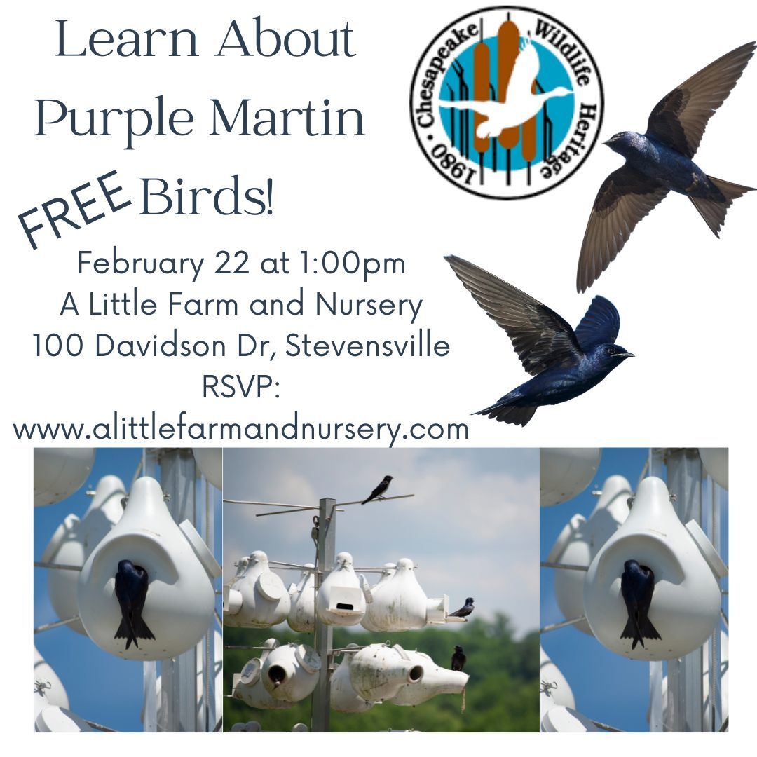 Learn about Purple Martin Birds!