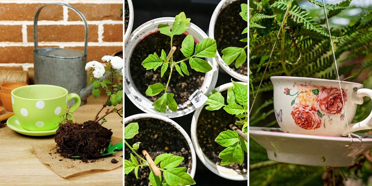 Garden in a Mug at Freeling Library