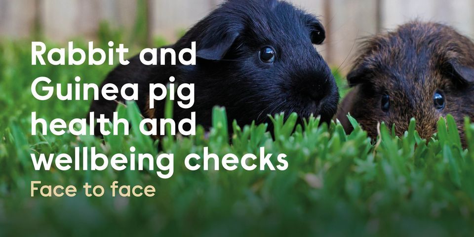 Image showcasing Rabbit and Guinea Pig Health & Wellbeing Check - Coneygear Centre ...
