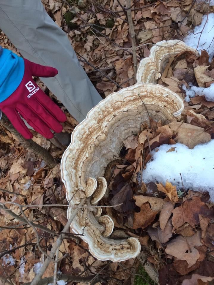 Food and Medicine: Winter Tree Polypore Mushroom Hike