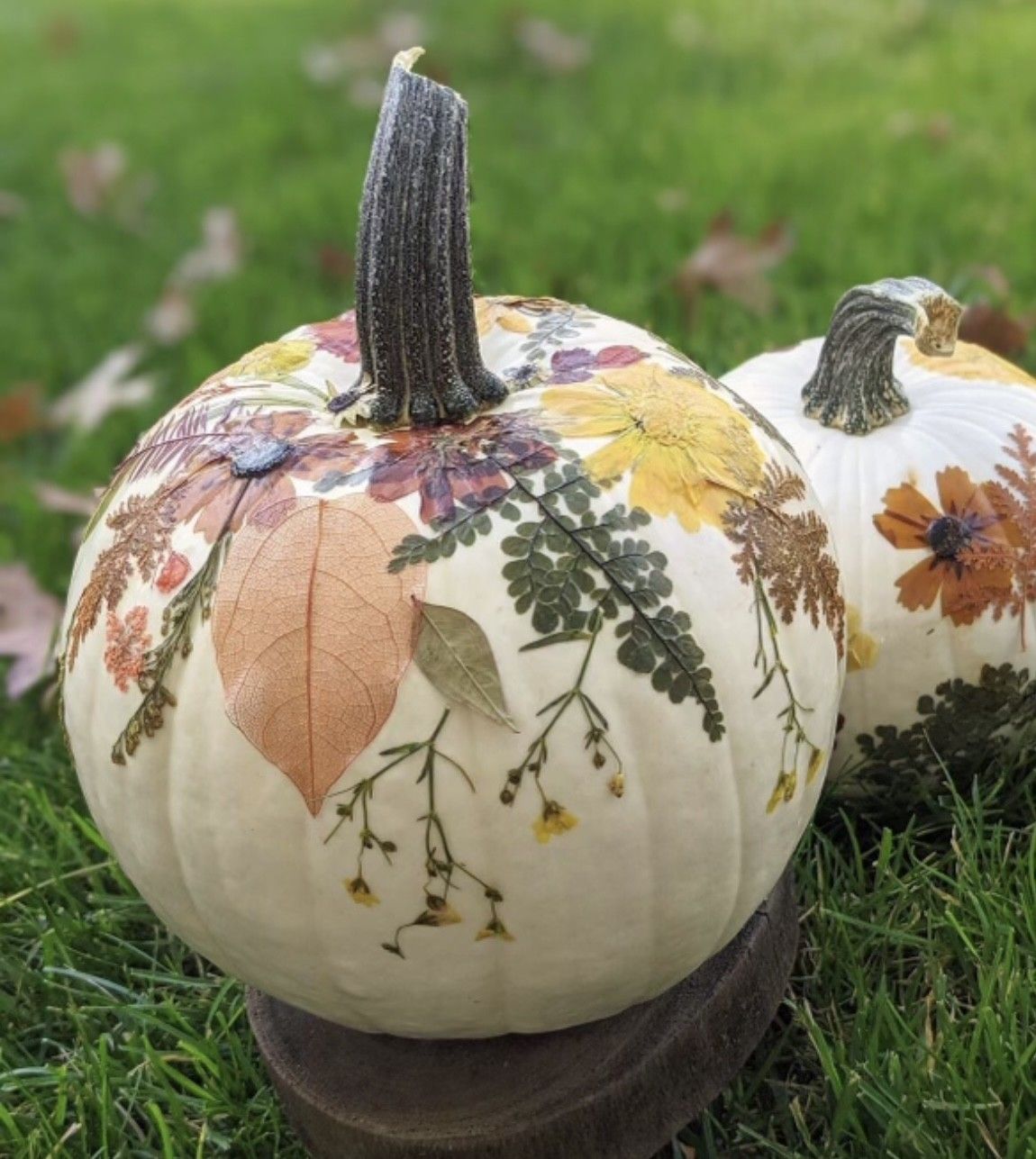 Botanical Pumpkins with Brenda