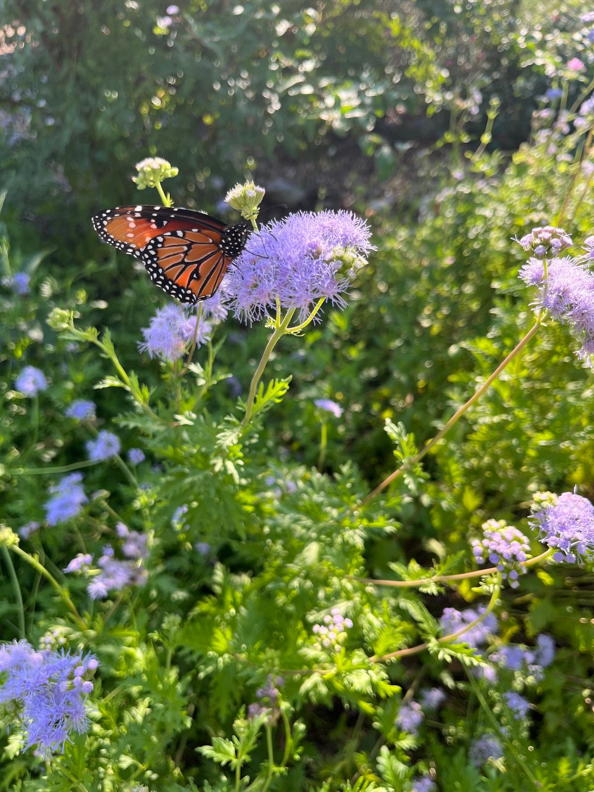 Okies for Monarchs