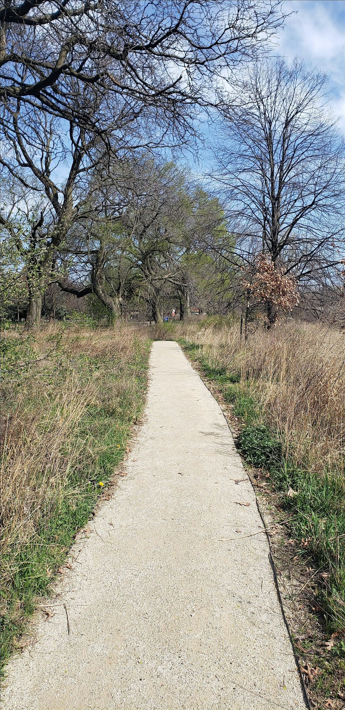 Introduction to Forest Bathing Walk