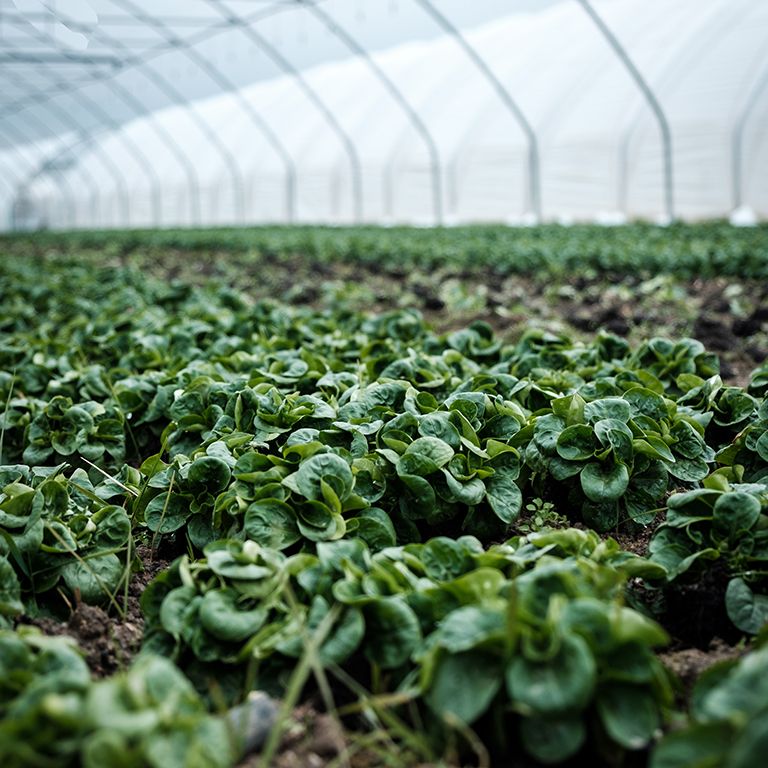 La Caverne, la plus grande ferme bio souterraine de Paris